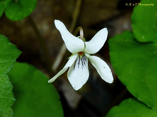 {Viola blanda}